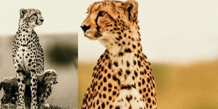 11-Day Grand Somaliland Cultural & Nature Expedition